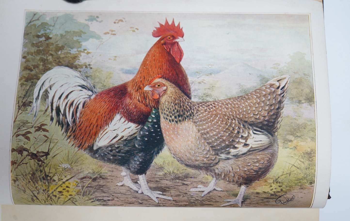 Wright's Book of Poultry. Revised and edited in accordance with the latest Poultry Club standards by S.H. Lewer ... numerous plates (incl. 30 coloured) and other illus.; contemp. half morocco and cloth with gilt and blin